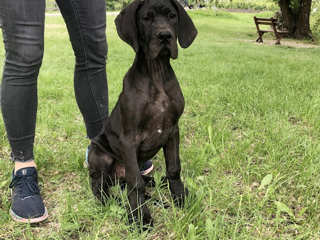 Great Dane puppy for sale