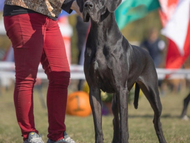 Deutsche Dogge Welpe kaufen
