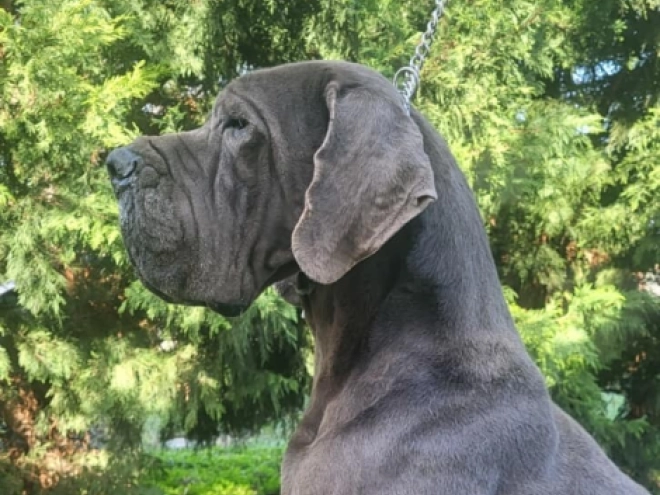 Deutsche Dogge Welpe kaufen