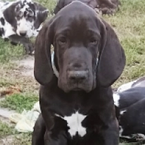 Zima, black Great Dane for sale