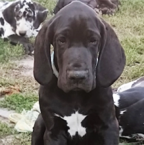 Great Dane puppy for sale
