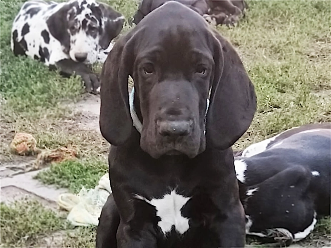 Perros Gran Danés en venta