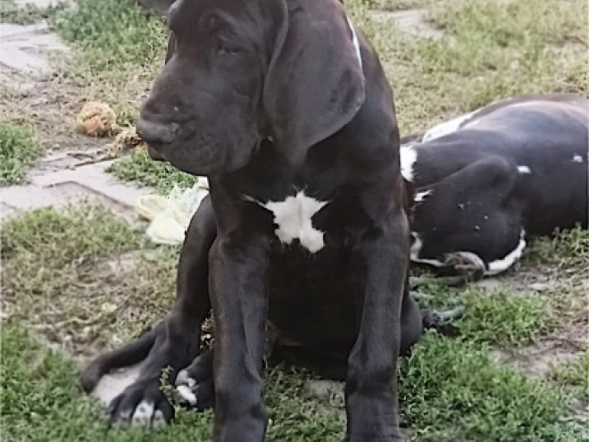 Perros Gran Danés en venta