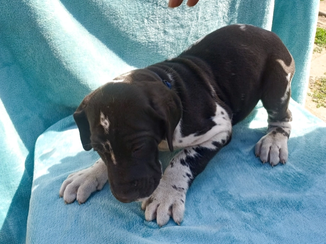 Deutsche Dogge Welpe kaufen