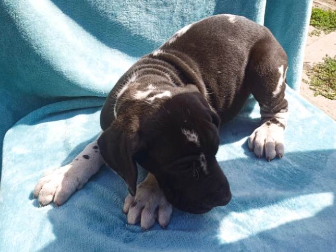 Deutsche Dogge Welpe kaufen