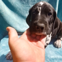 Lurch, harlequin Deutsche Dogge Welpen kaufen