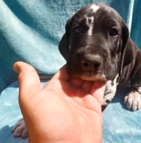 Deutsche Dogge Welpe kaufen