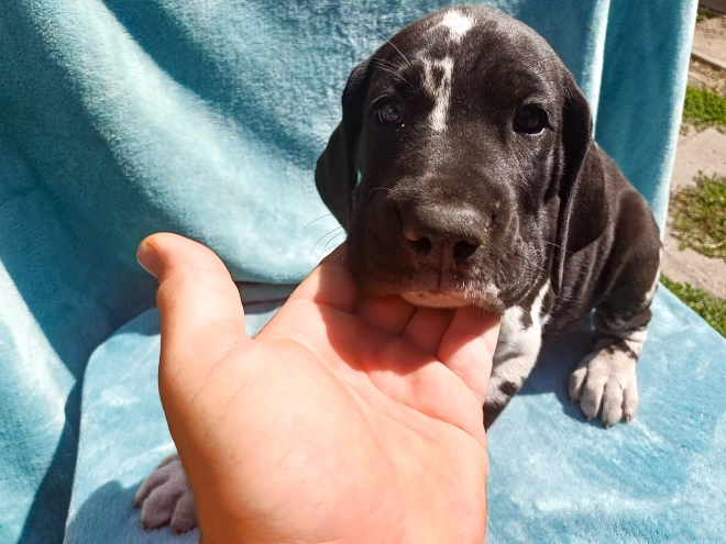 Deutsche Dogge Welpe kaufen