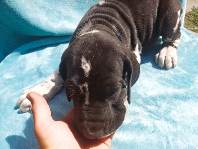 Deutsche Dogge Welpe kaufen