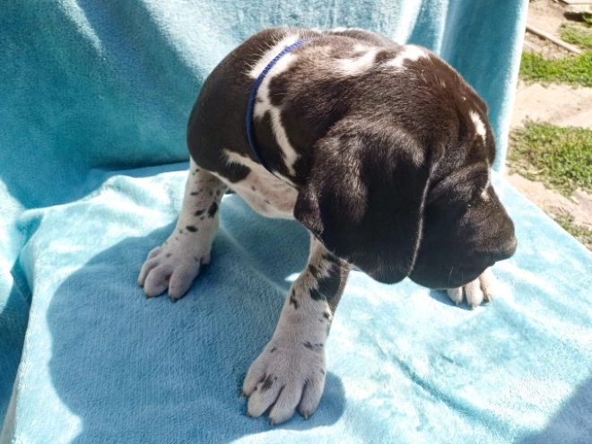 Deutsche Dogge Welpe kaufen