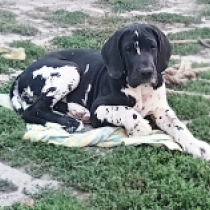 Lurch, harlequin Great Dane for sale