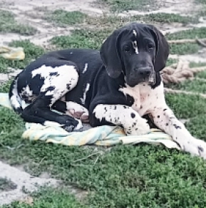 Great Dane puppy for sale