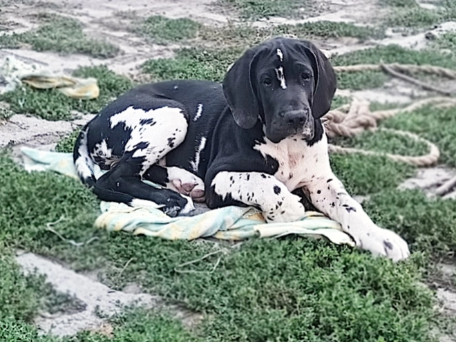 Deutsche Dogge Welpe kaufen