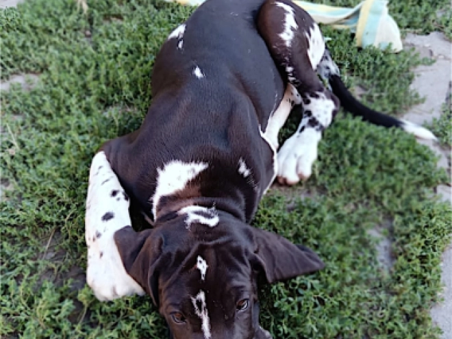 Deutsche Dogge Welpe kaufen