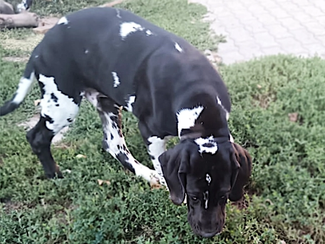 Deutsche Dogge Welpe kaufen