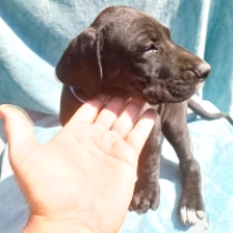Boomer, black Deutsche Dogge Welpen kaufen