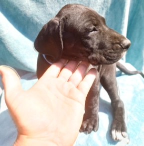 Deutsche Dogge Welpe kaufen