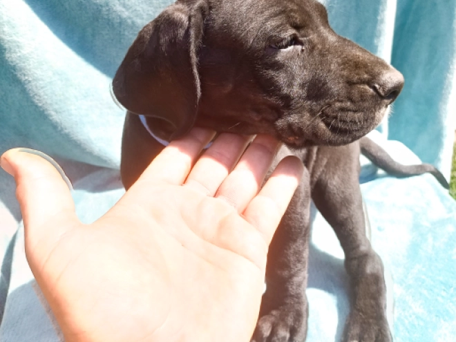 Deutsche Dogge Welpe kaufen