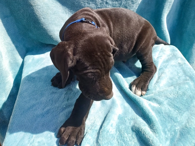 Deutsche Dogge Welpe kaufen