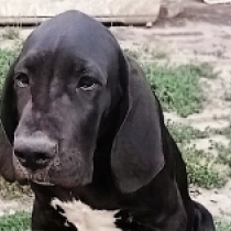Boomer, black Great Dane for sale