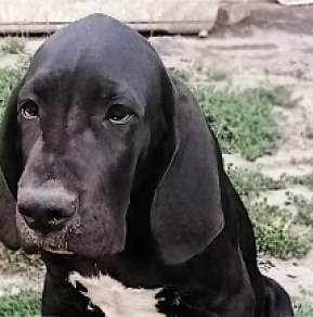 Great Dane puppy for sale