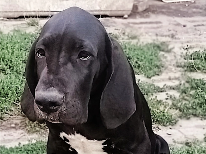 Deutsche Dogge Welpe kaufen