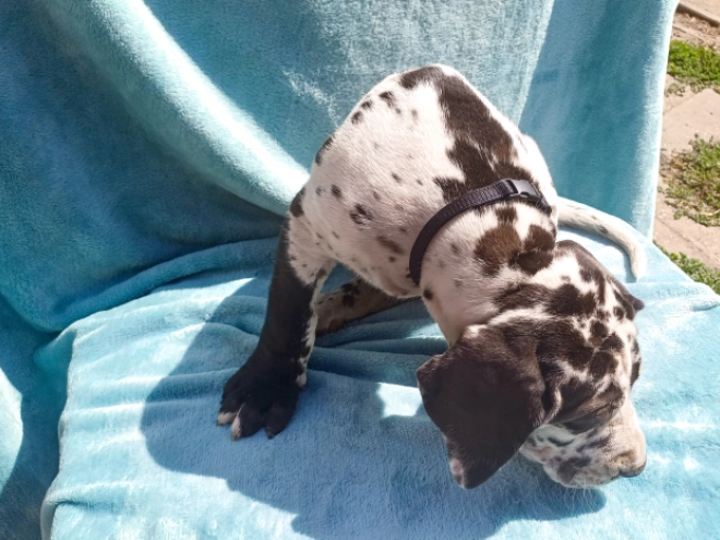 Deutsche Dogge Welpe kaufen