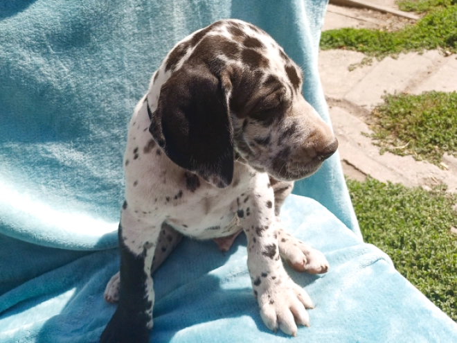 Deutsche Dogge Welpe kaufen