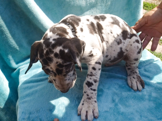 Deutsche Dogge Welpe kaufen