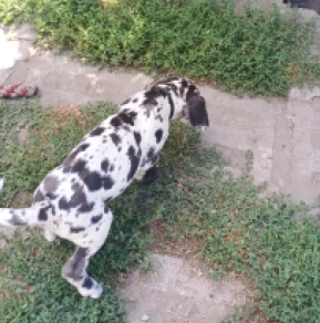 Deutsche Dogge Welpe kaufen