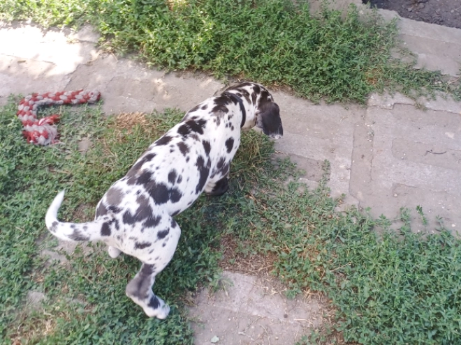 Deutsche Dogge Welpe kaufen