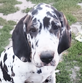 Great Dane puppy for sale