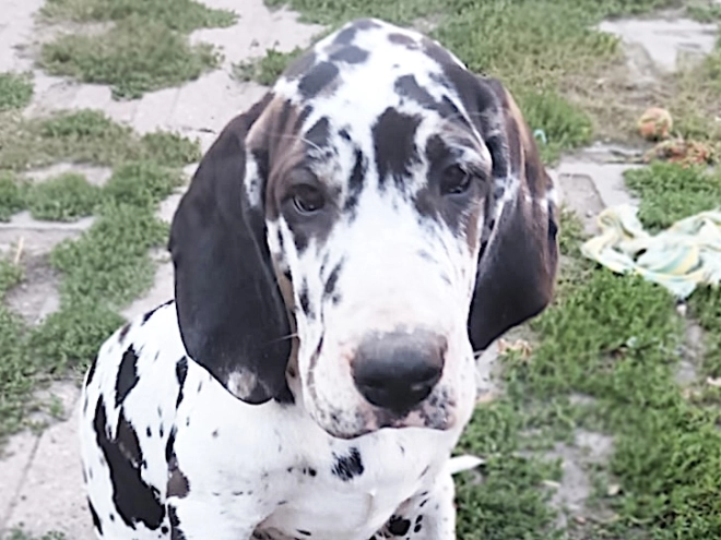 Deutsche Dogge Welpe kaufen