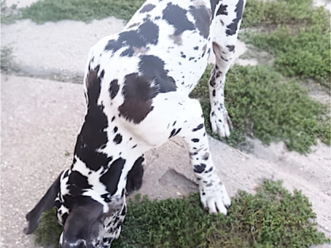 Deutsche Dogge Welpe kaufen