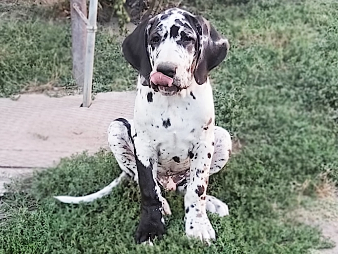 Deutsche Dogge Welpe kaufen