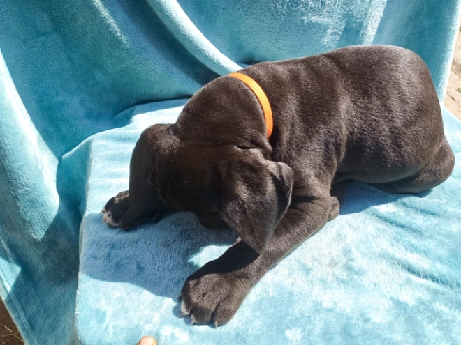 Deutsche Dogge Welpe kaufen