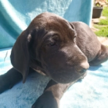Warlock, black Deutsche Dogge Welpen kaufen