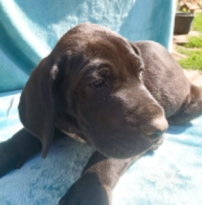 Deutsche Dogge Welpe kaufen