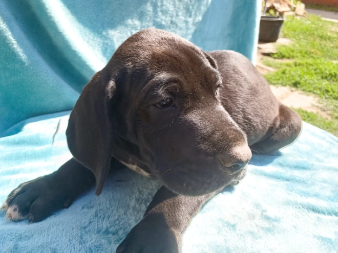 Deutsche Dogge Welpe kaufen