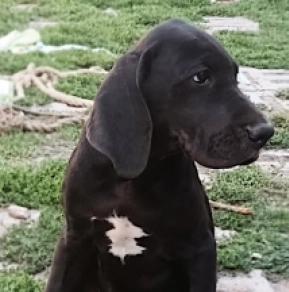 Great Dane puppy for sale