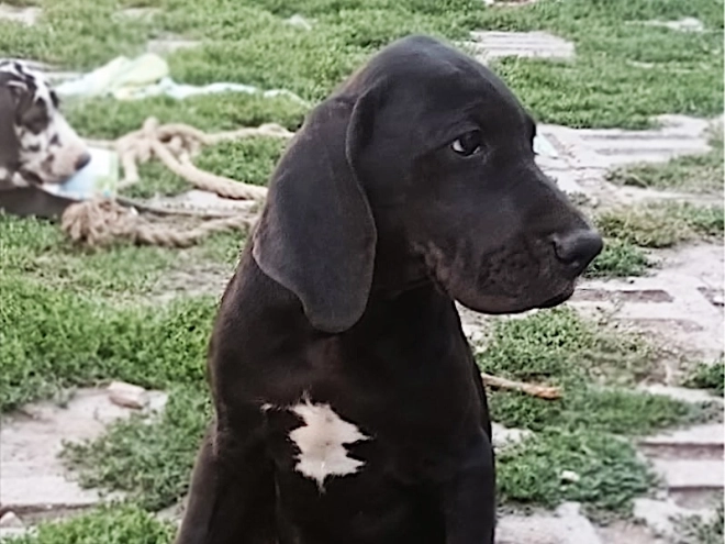 Deutsche Dogge Welpe kaufen