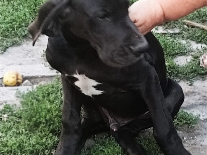 Deutsche Dogge Welpe kaufen