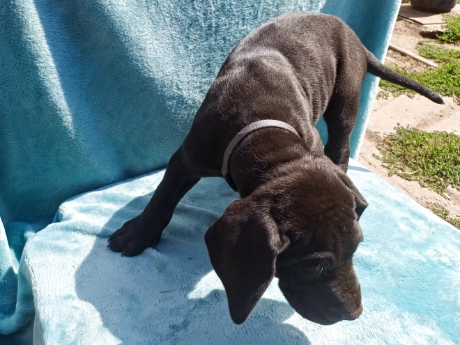 Perros Gran Danés en venta