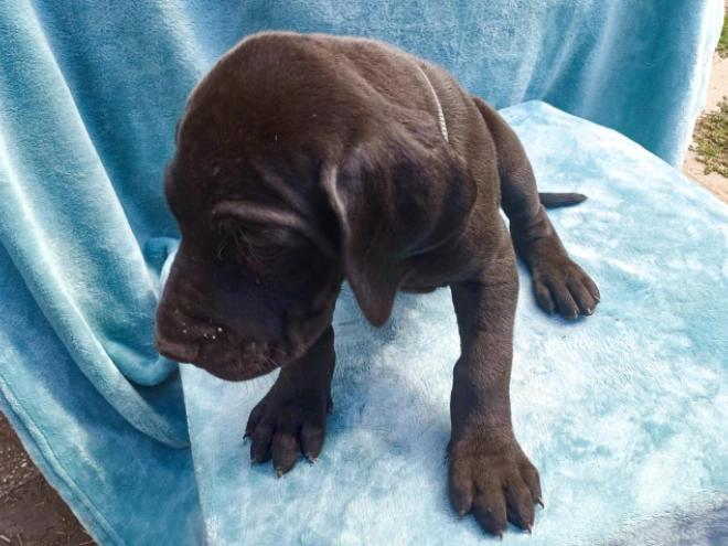 Perros Gran Danés en venta