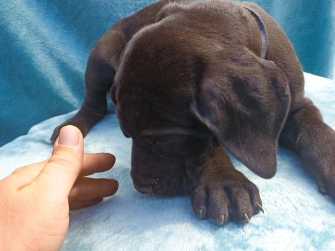 Perros Gran Danés en venta