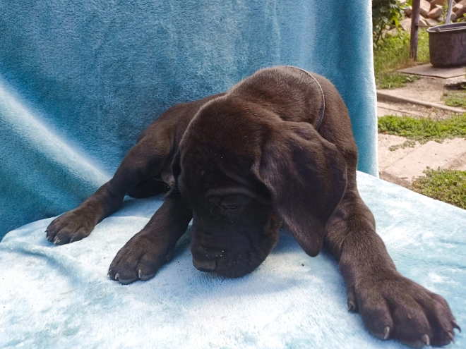 Perros Gran Danés en venta
