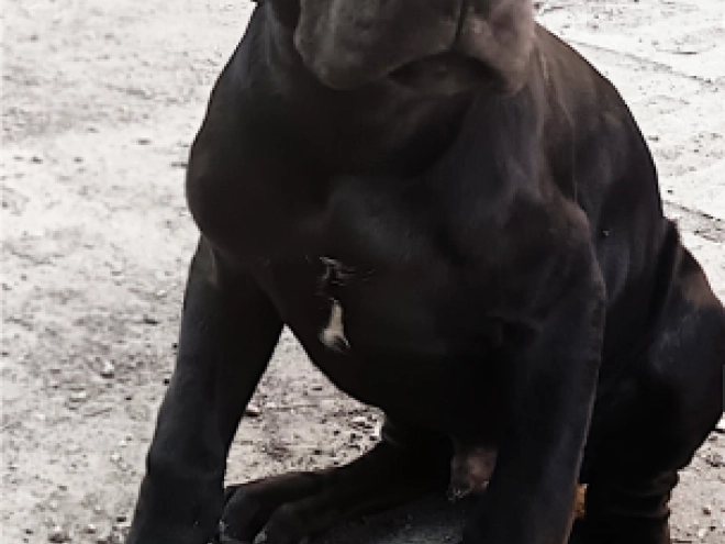 Perros Gran Danés en venta