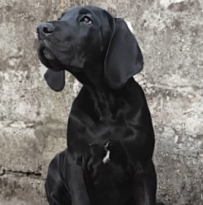 Great Dane puppy for sale