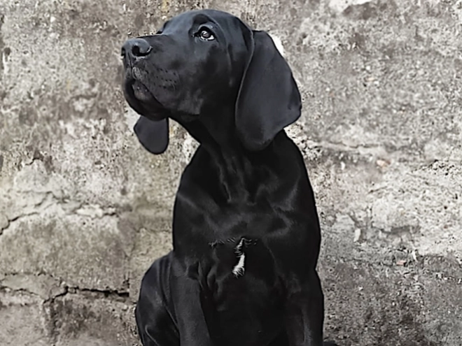 Perros Gran Danés en venta