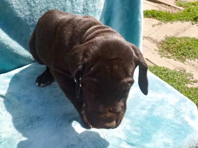 Deutsche Dogge Welpe kaufen